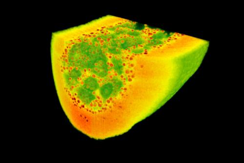 Nanotomography of drosophila embrio